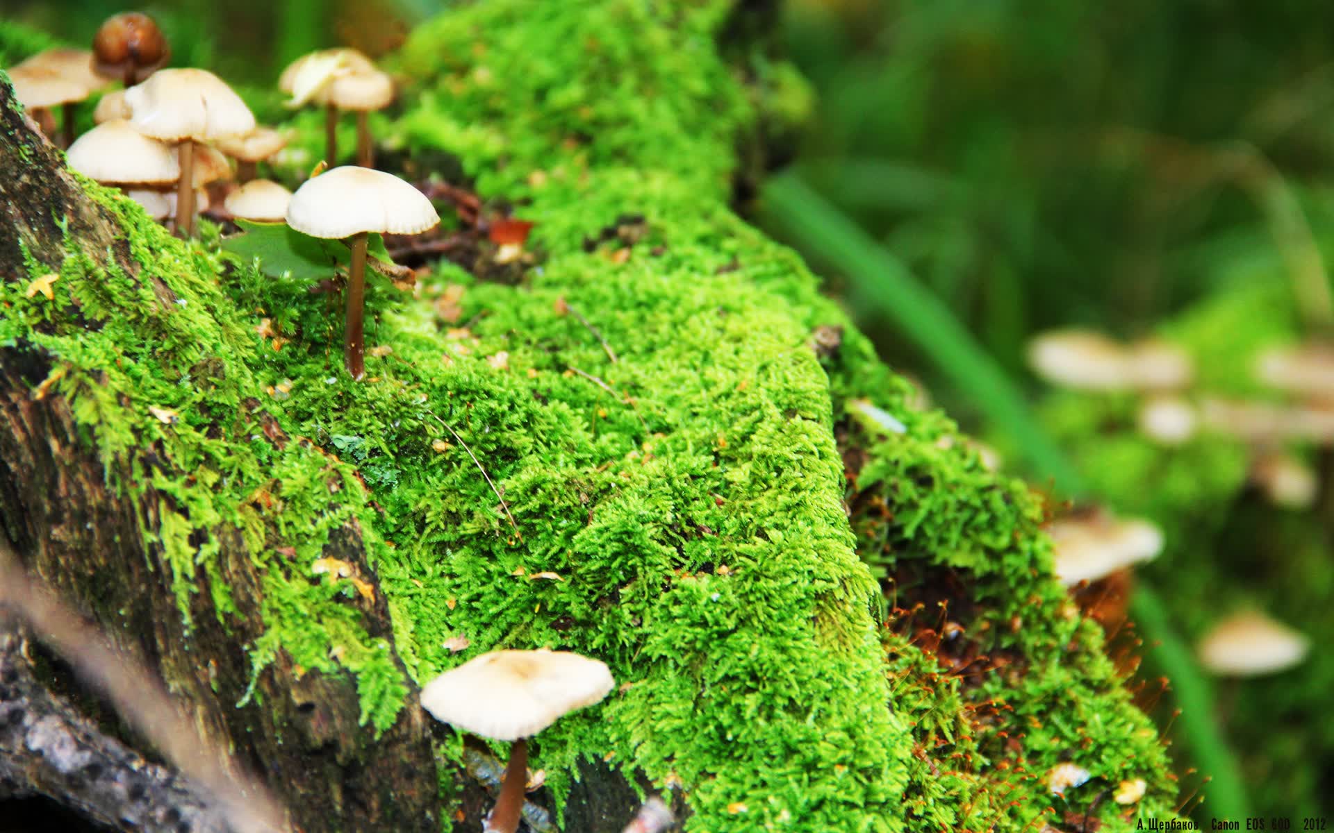 世界体操单项赛赛前心理辅导课程常态化,世界体操联赛